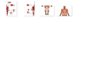 أنواع العضلات