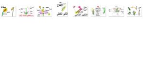 التّكاثر الزّهري