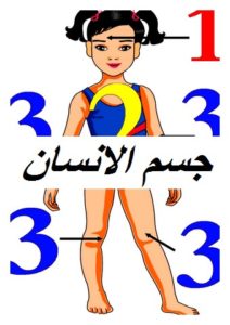 جسم الانسان002