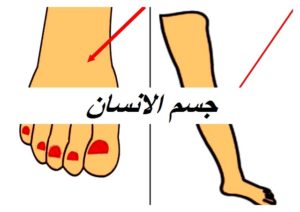 جسم الانسان003