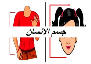 جسم الانسان004