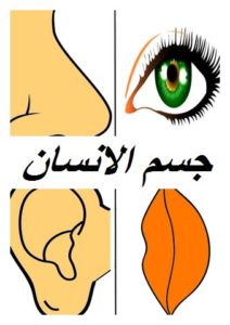 جسم الانسان005
