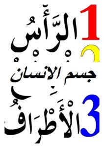 جسم الانسان006