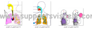 أعضاء التنفس