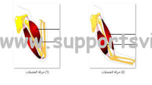 الجهاز العضلي