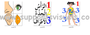 جسم الانسان