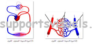 جهاز دوران الدم